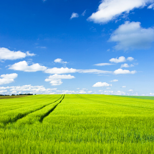 crop field and blue sky